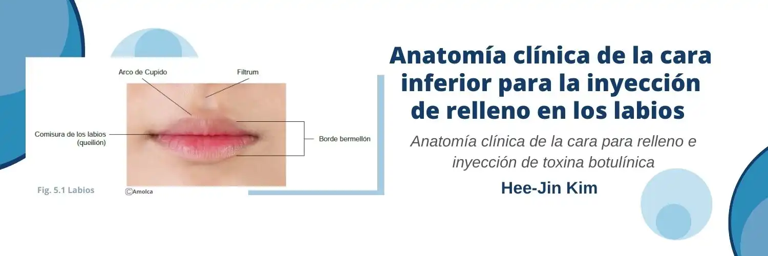 Anatomía clínica de la cara inferior para la inyección de relleno en los labios